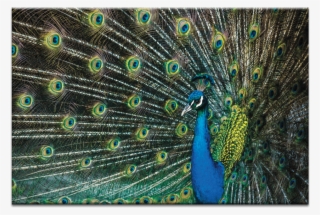 02ap-glamour - Peafowl