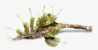 Forest Trees Transparent - Twig