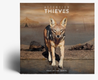 Year Of The Jackal - Coyote