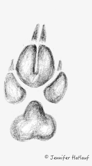 The Tracks Of The Golden Jackal Resembles That Of A - Goldschakal