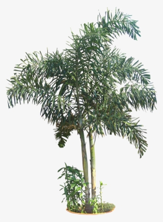 Pin By Putichai Sam On Tree Cut Out/ Cambodian Plants - Roystonea