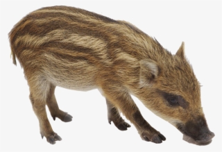 Boar Png Background Image - Wild Boar