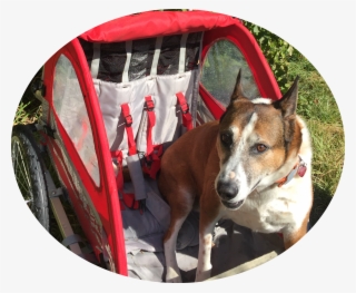 10 Fun Adventures You Can Take With Your Dog In Their - Companion Dog