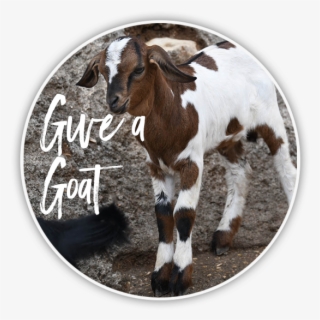 Goat - Foal