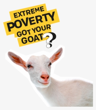 We Paid For This Goat - Goat