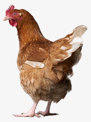 Chicken Png Icon - Free Range Eggs Nz