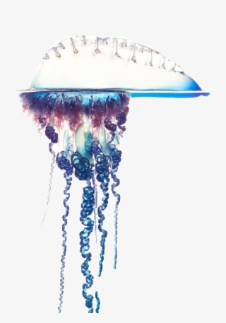 Portuguese Man Of War Png