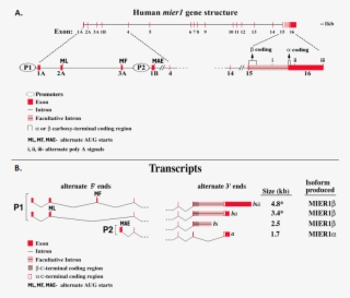 Exons Are Shown As Red Bars/vertical Lines And Introns - Diagram