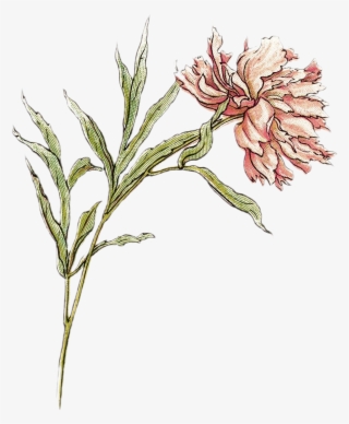 Kate Greenaway • Transparent - Illustration