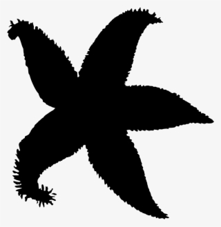 Download Png - Силуэты Морские Звезды