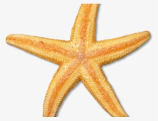 Starfish Clipart Google - Sea Creatures Png