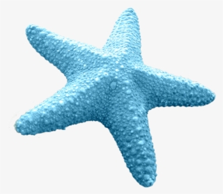 Discover Ideas About Cartoon Starfish - Blue Starfish Vector