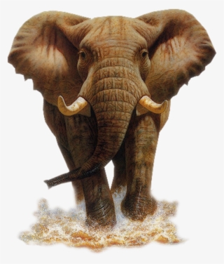 Tubed By Monique42 3452 ❤ Liked On Polyvore Featuring - Elephant