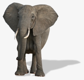 Elephants Png Free Pic - ஜெயமோகன் யானை டாக்டர்