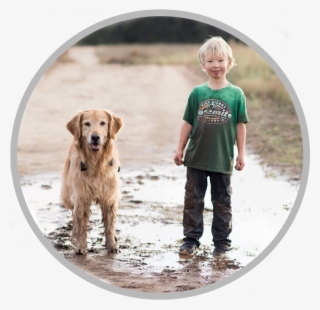 Is Your Family Ready For A Dog - Golden Retriever