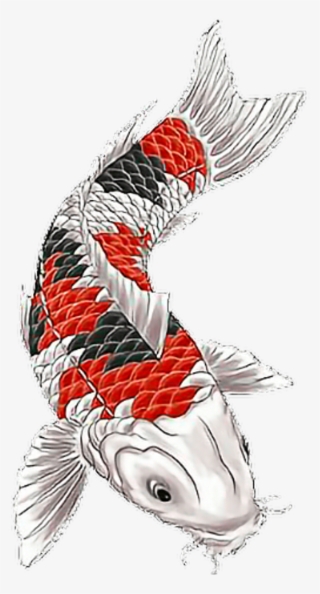 Koi Koitattoo Fish Fishtattoo Fisch Japanesetattoo - Koi Tattoo