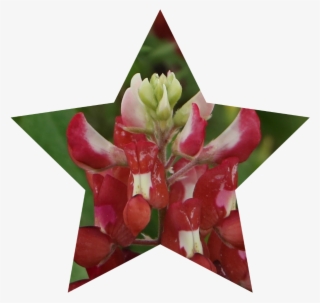 Red, White, And Bluebonnets - Bluebonnet