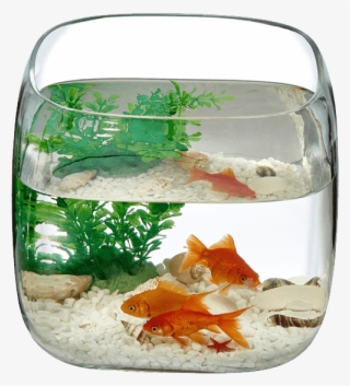 Mono Box - Aquarium
