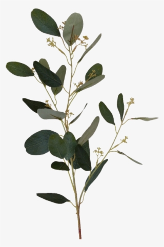S3810grn Eucalyptus Spray With Seed - Twig