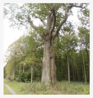 Protection Of Large Trees In Forests May Improve Long-term - Grove