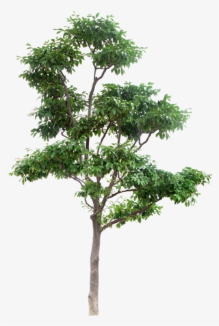 Thumb Image - Multi Stem Tree Png