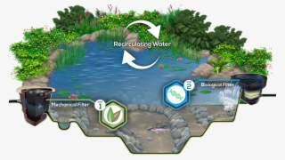 How Does An Ecosystem Work With A Man-made Pond - Pond Ecosystem