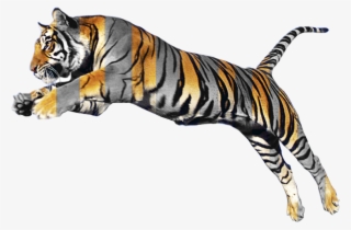 Tiger Images Hd Png - Animals Background Images Hd
