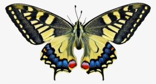 Anise Swallowtail Butterfly Meaning