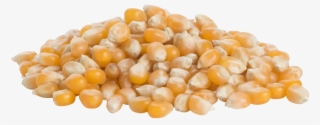 Corn Kernels