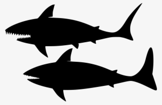 Download Png - Shark