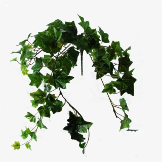 Flowerdutchess Ivy Green 60cm - Datura