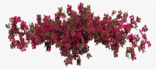 Report Abuse - Bougainvillea Transparent