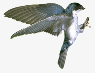 Hd Beautiful Bird Static Png - Scrub Jay