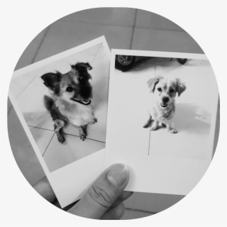 Góc Đỗ Quyên - Chihuahua