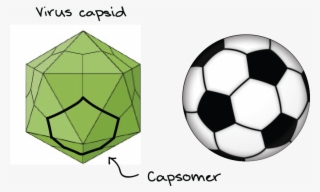 Comparison Of A Soccer Ball With A Virus Capsid - Net