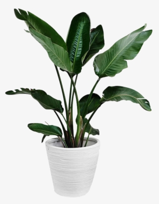 Plants Plant Leaf Arecaceae Palm Branch Green - Green Plant Png