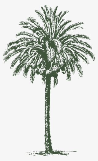 Date - Date Palm Tree Diameter