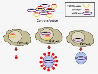 Cloned Env In A Mammalian Expression Vector Lacking