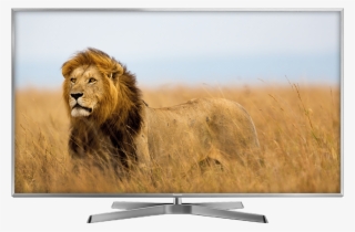 Pana Tv Ex750 - Safari Adventure