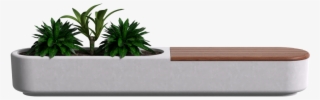 Check Out The Deco Product Card To See The Multiple - Houseplant