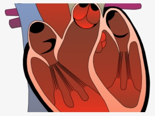 Heart Pictures Clipart Realistic - Right Ventricle Outflow Tract