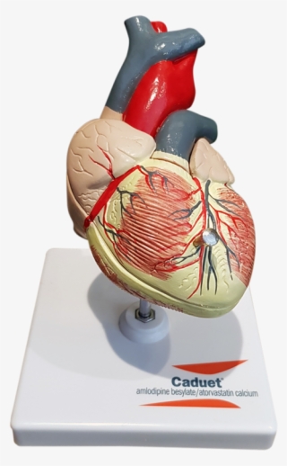 Vintage Caduet Doctor's Heart Model - Frog