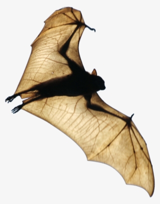 Bat Wing Png