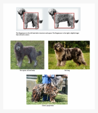 Body Size With Correction - Poodle