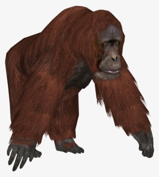 Gorillas Chimpanzee And Orangutan