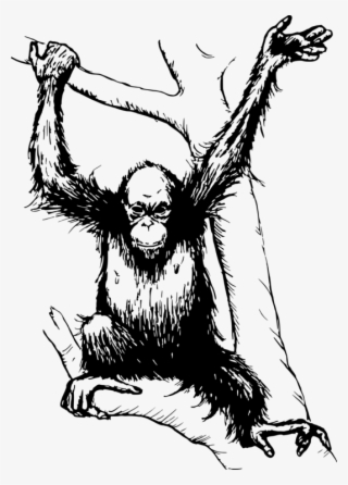 Bornean Orangutan The Orangutan Drawing Computer Icons - Orang Utan Black And White
