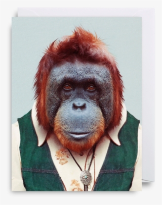 Iphone Wallpaper Orangutan