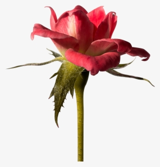 Download - Red Wallpaper Backgrounds Rose Hd