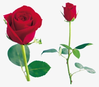 Rose Png, Download Png Image With Transparent Background, - Canlı Güller