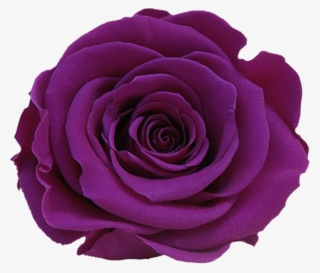 Stem Rose Individual Box - Floribunda